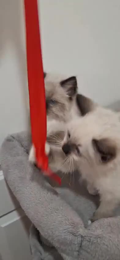 Ragdoll cats for sale: 🩵🩵 Ragdoll kittens Ready Now 🩵🩵 - Video 1