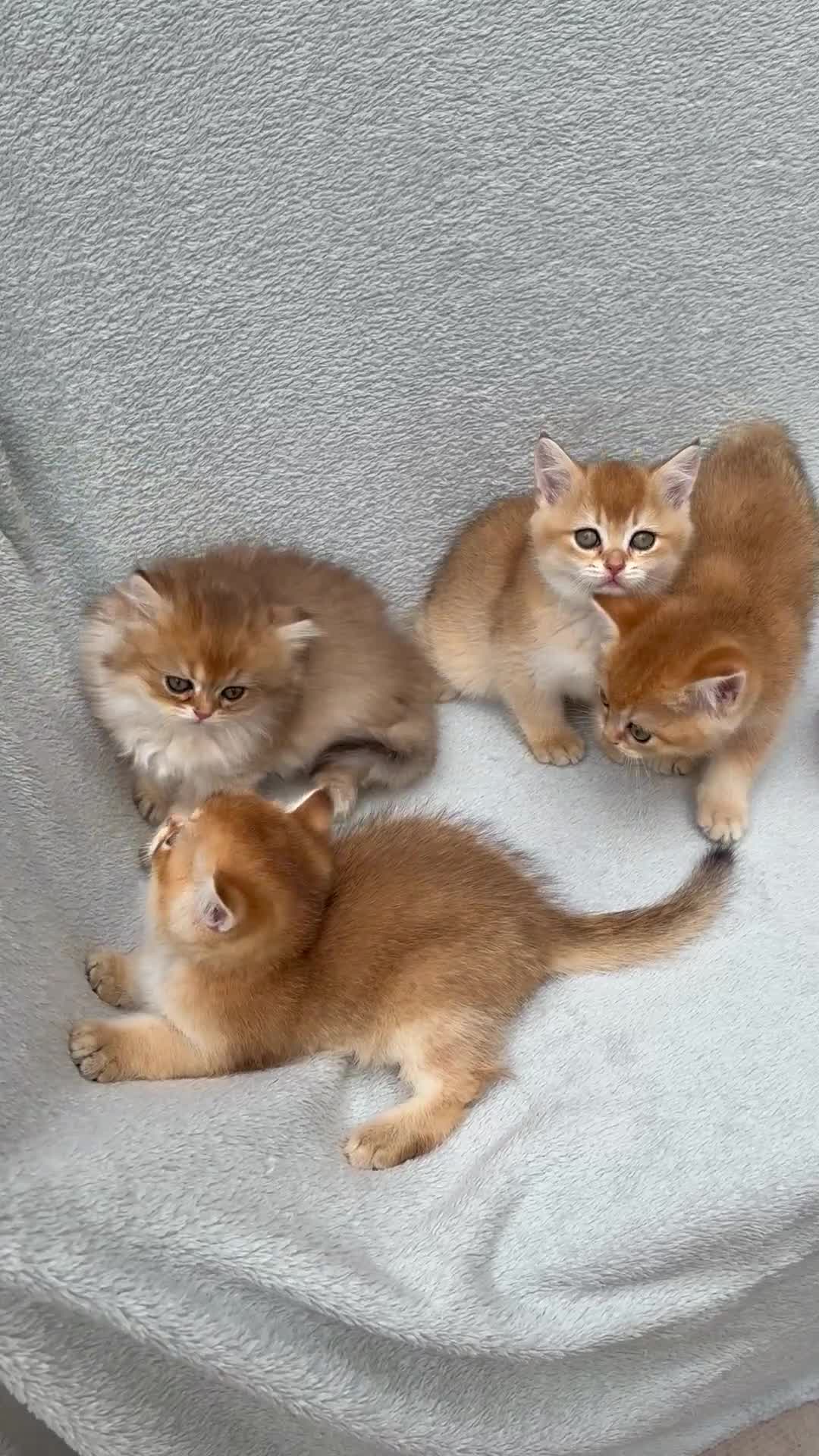 British Shorthair cats for sale: Pedigree chinchilla golden kittens ✨ NY12 - Video 3