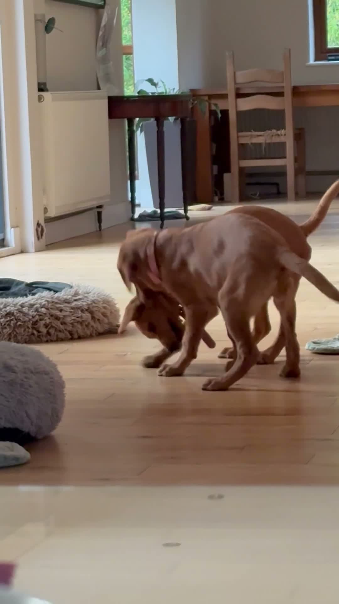 Labrador Retriever dogs for sale: GORGEOUS FOX RED PUPPY LABRADOR BITCHES  - Video 1