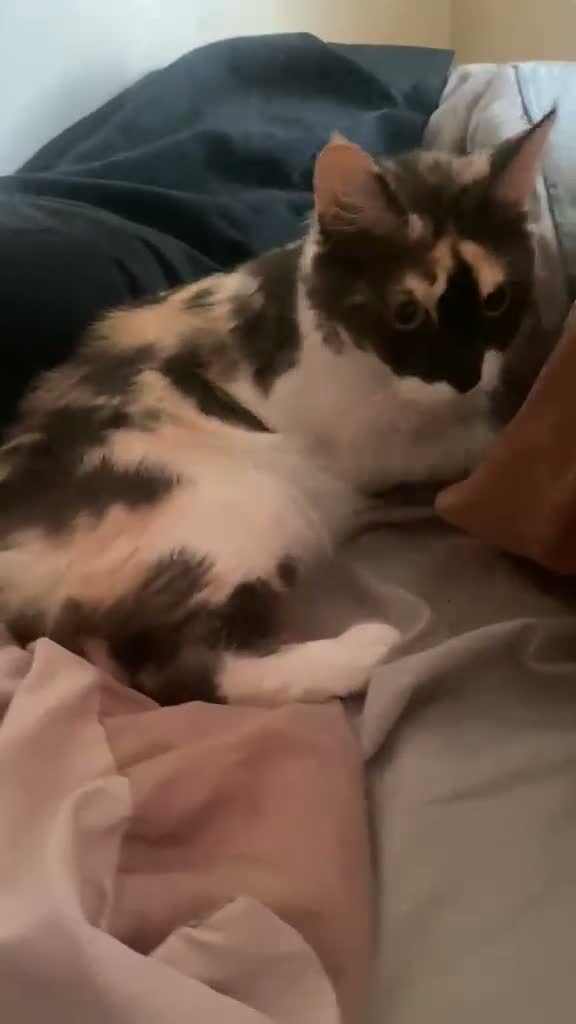 Maine Coon cats for sale: Tica active male and females  in Harlow - Video 1