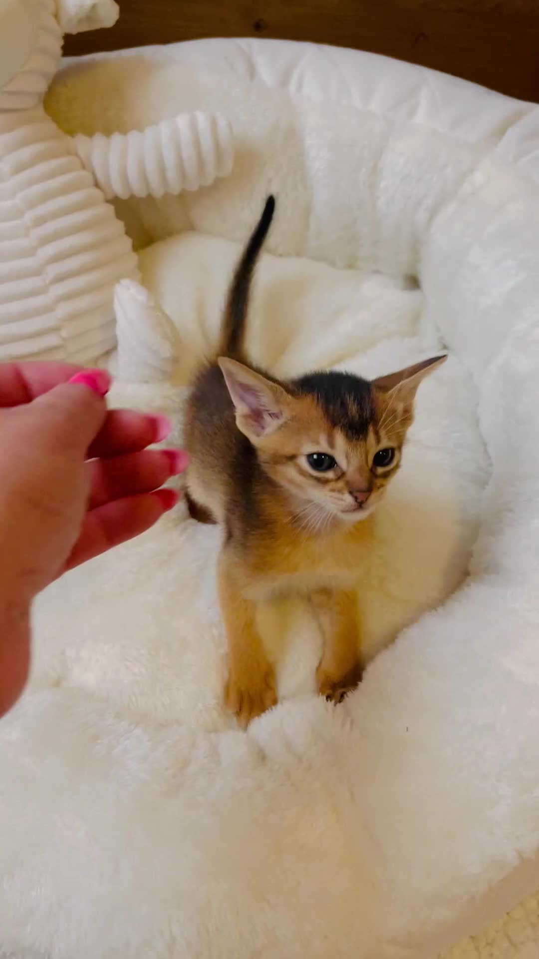Abyssinian cats for sale: 🏆🥇🏵️Top Quality Champion Lines Abyssinian - Video 2