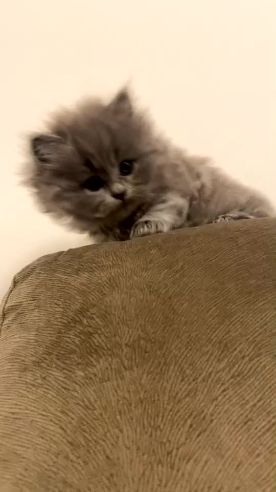 British Shorthair cats for sale: Beautiful grey bsh baby  - Video 1