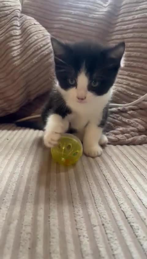 Mixed Breed cats for sale: Kittens for sale - Video 1