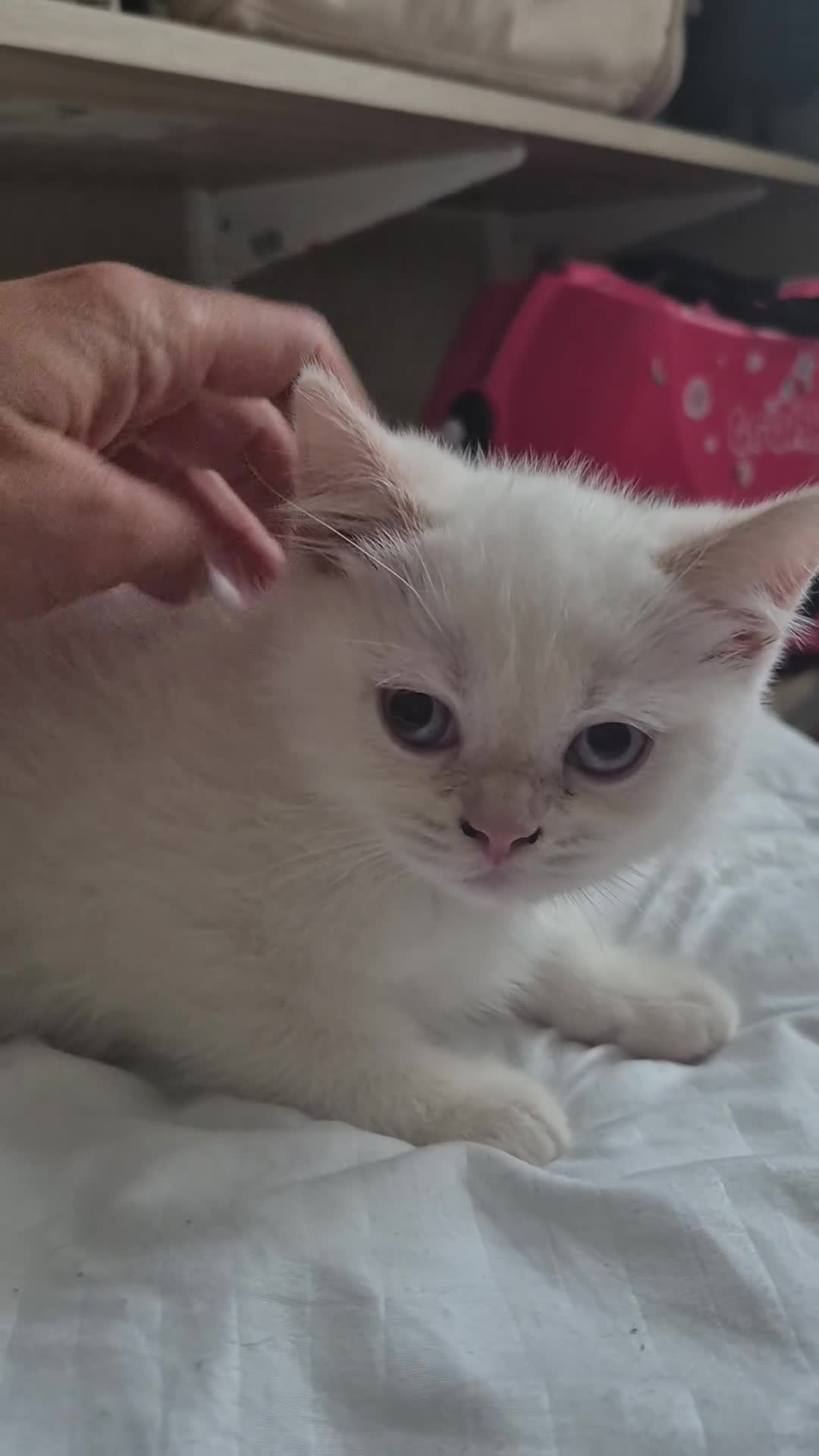 British Shorthair cats for sale: Two stunning boys - Video 2