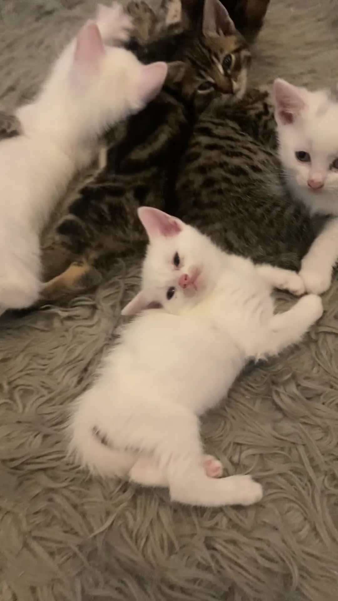 Bengal cats for sale: Gorgeous Bengal/khao manee kittens  - Video 2