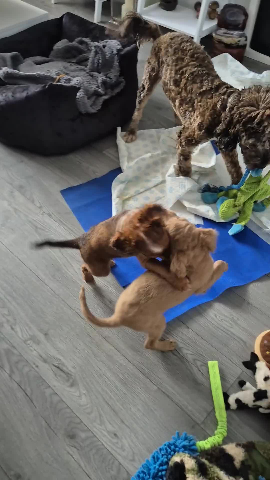 Mixed Breed dogs for sale: Cockapoochis Ready Now  - Video 4