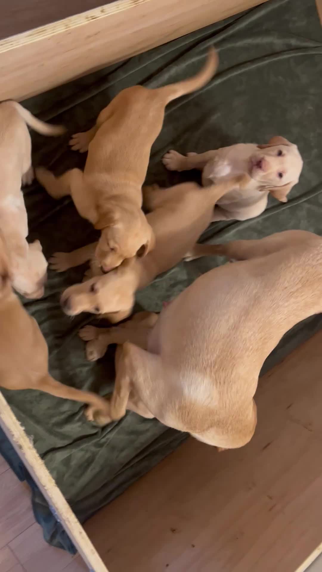 Labrador Retriever dogs for sale: Beautiful Labradors puppy’s looking for a new home in London - Video 3