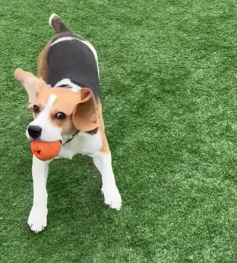 Beagle dogs for sale: KC Registered Beagle – 2 Years Old - Video 1