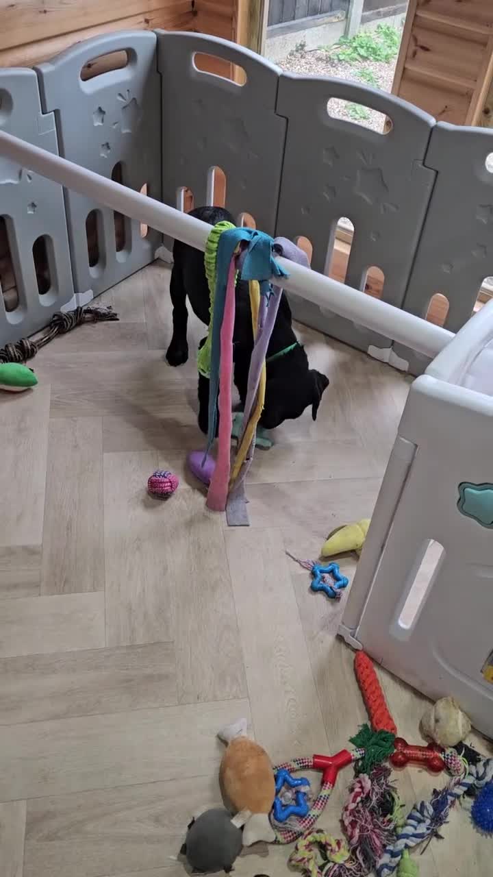 Labrador Retriever dogs for sale: 1 BLACK BOY AVAILABLE. HEALTH TESTED PARENTS - Video 1