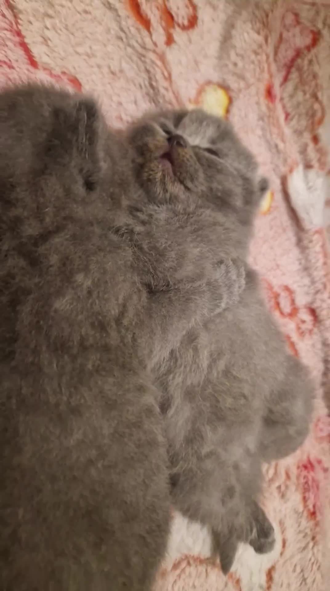 British Shorthair cats for sale: ✨ GCCF Registered British Shorthair Kittens ✨ - Video 1
