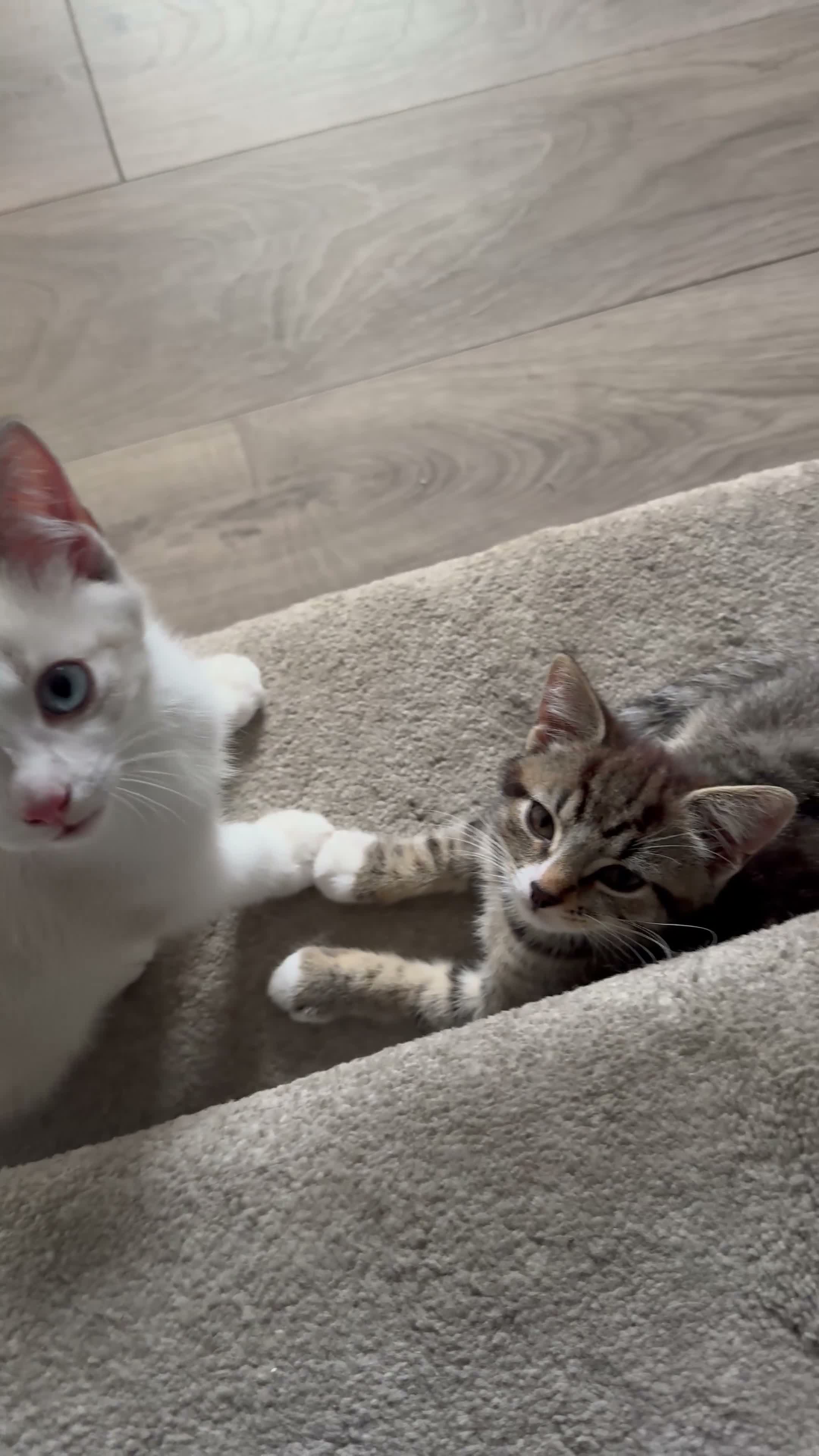 Mixed Breed cats for sale: 2 kittens for sale - Video 1