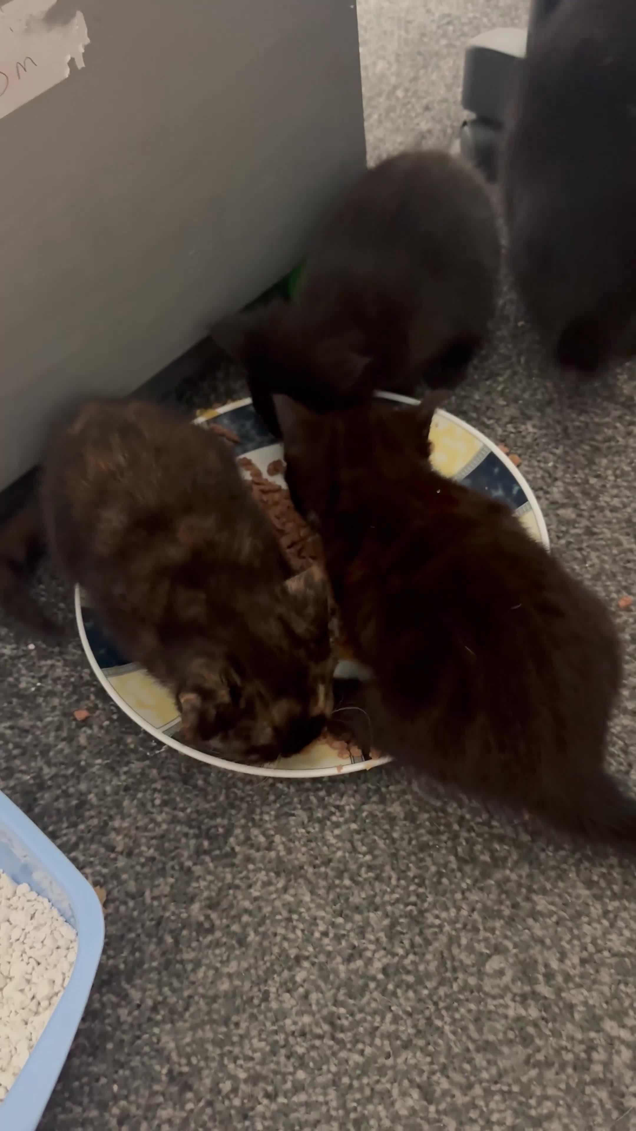 Domestic Shorthair cats for sale: Beautiful Domestic Shorthair Kittens - Video 3