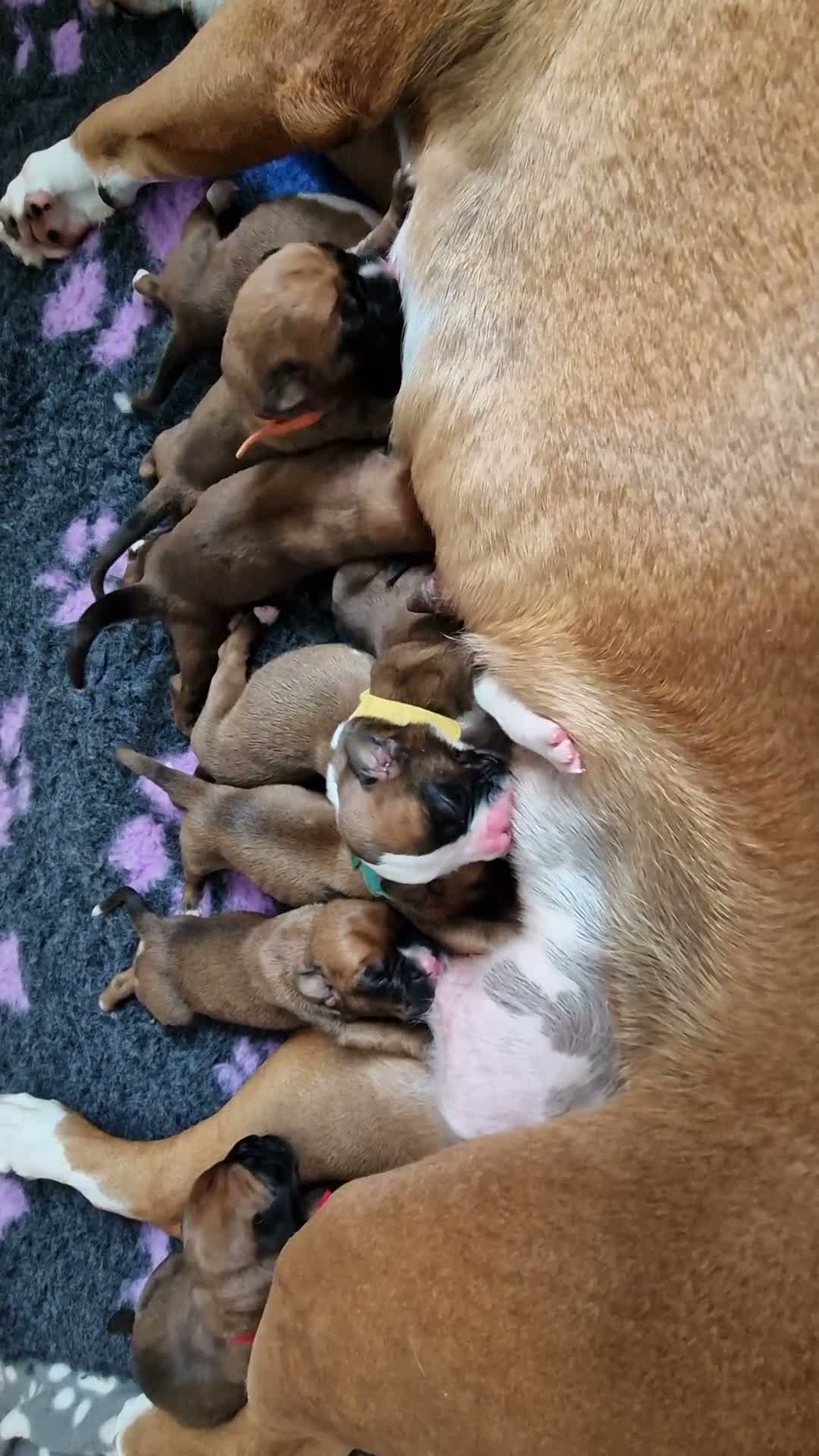 Boxer dogs for sale: Beautiful Pedigree Boxer Puppies - Video 1