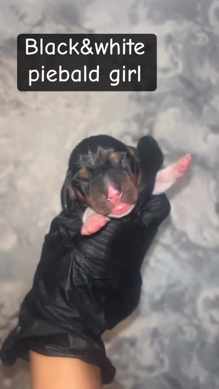 Miniature Dachshund dogs for sale: 5 KC REG TOP BLOODLINE mini dachshunds🔥 - Video 2