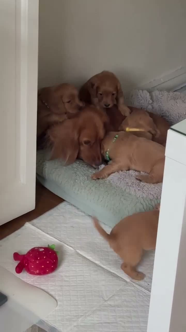 Cocker Spaniel dogs for sale: Beautiful Cocker Spaniel Puppies_Girls & One Boy - Video 1