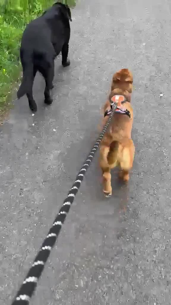 Mixed Breed dogs for adoption: Russo  in Egremont - Video 1