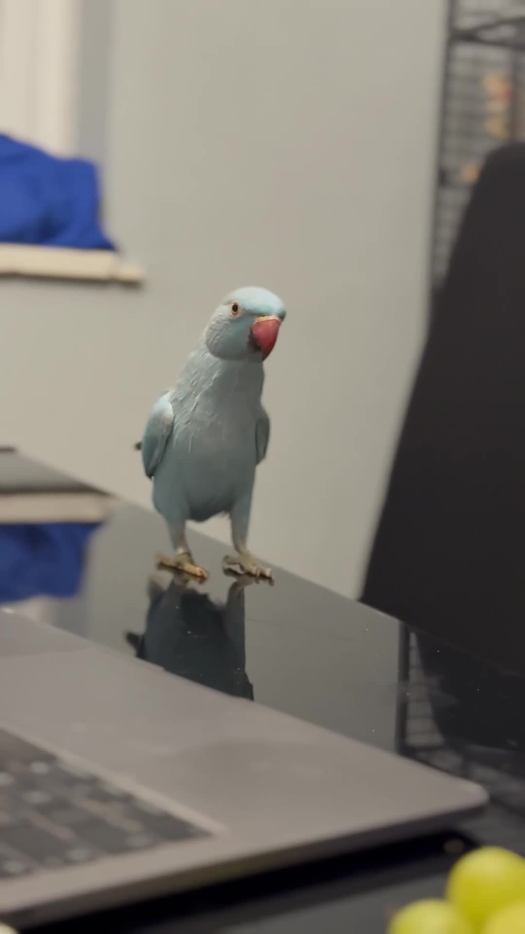 Ringnecks birds for sale: Blue male ringneck rehoming - Video 1