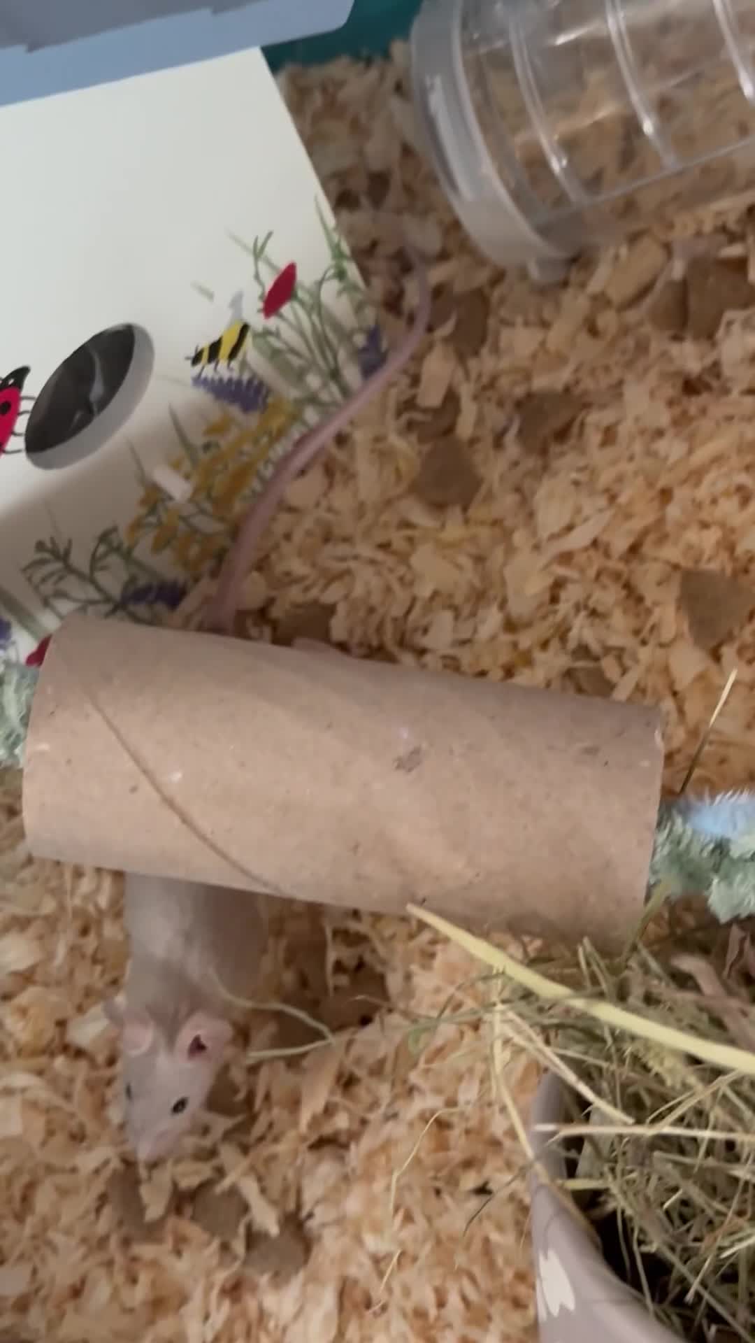 Mouse rodents for sale: Two sweet male mice  in ELY - Video 2