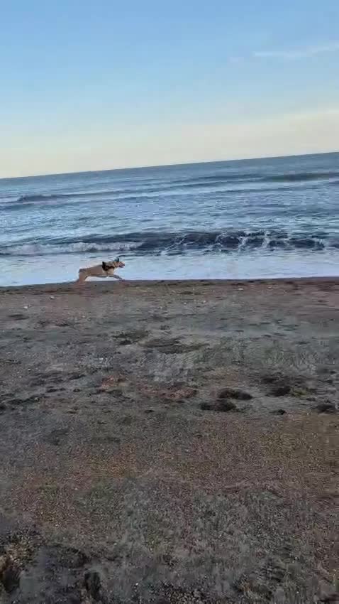 Mixed Breed dogs for adoption: Urgent Home 4 Beautiful Phoebe 🥀  - Video 1