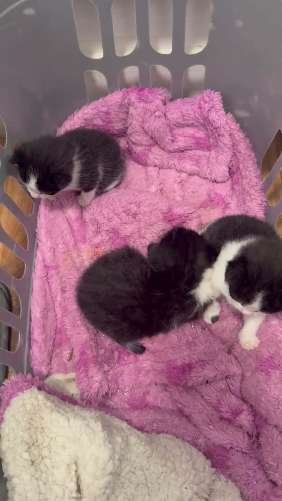Mixed Breed cats for sale: Mixed Breed Kittens  - Video 1