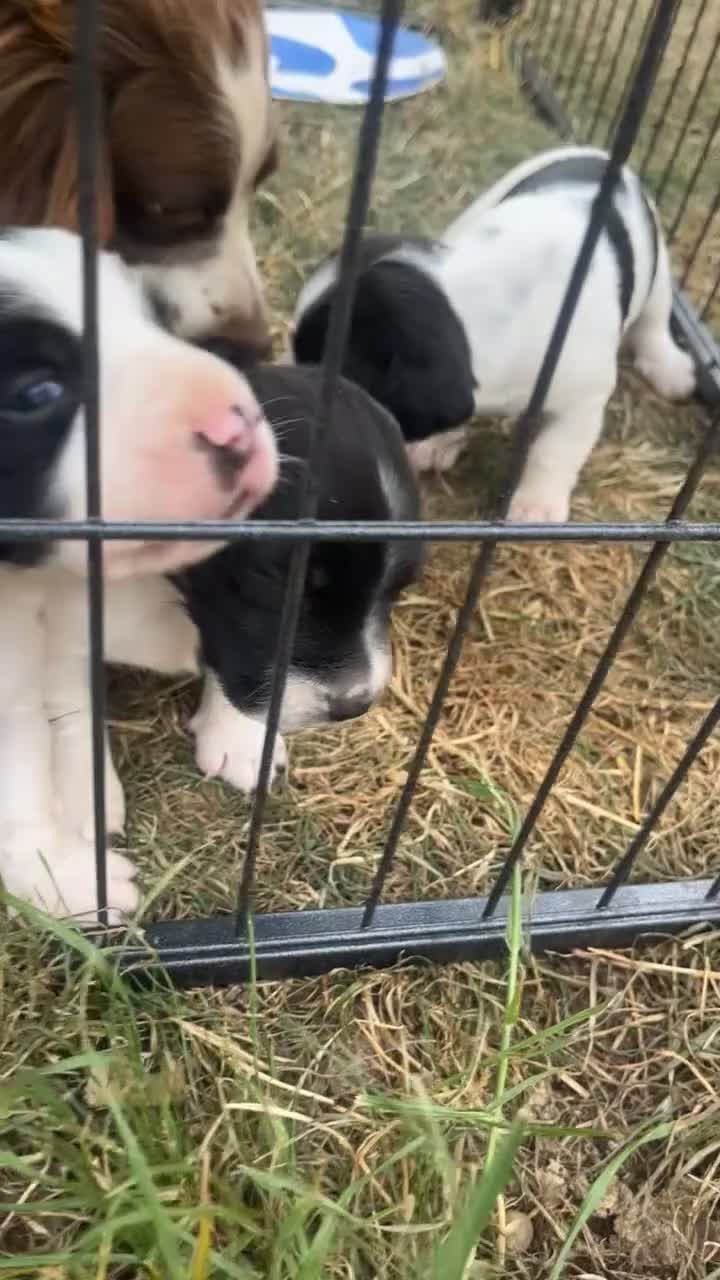Sprollie dogs for sale: Beautiful black & white sprocker x collie puppies  in Devizes - Video 1