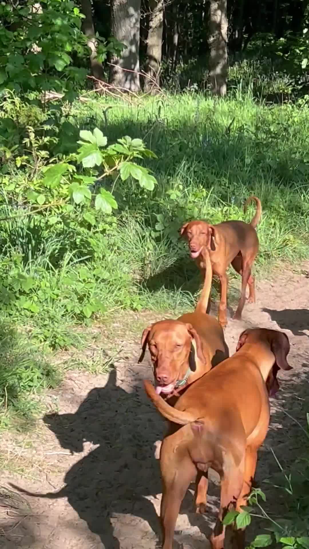 Hungarian Vizsla dogs for sale: 5 Generation Champ Pedigree KC Reg Vizsla Puppies - Video 1