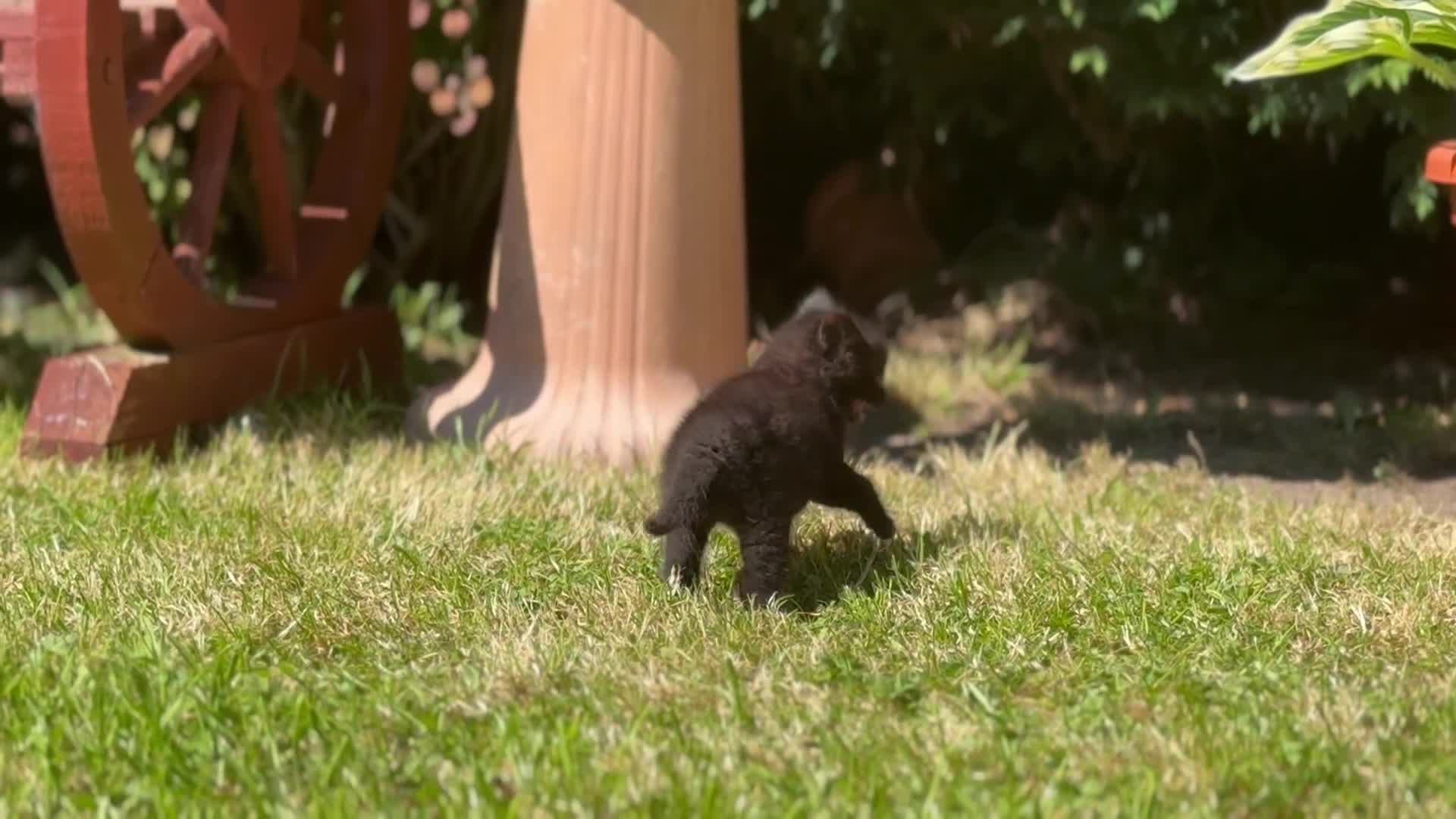 Mixed Breed cats for sale: Stunning Sheba female kitten - Video 2