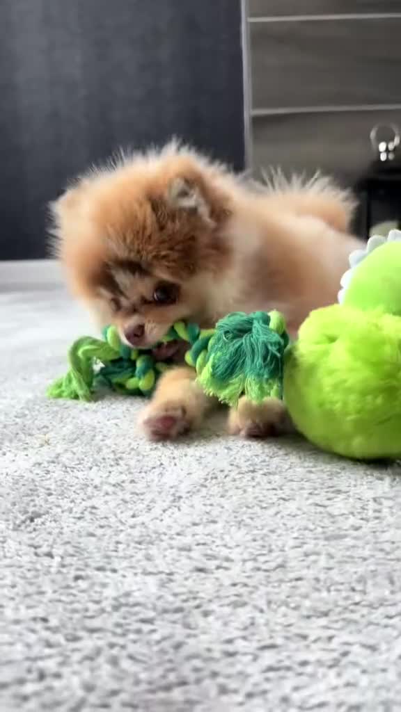 Pomeranian dogs for stud: STUD🧬🦴 - Video 2