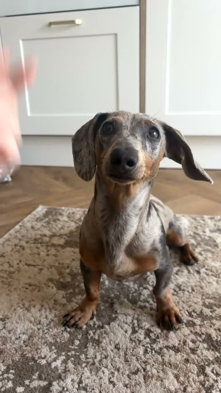 Miniature Dachshund dogs for sale: KC registered 1 year old male Miniature Dachshund  - Video 2