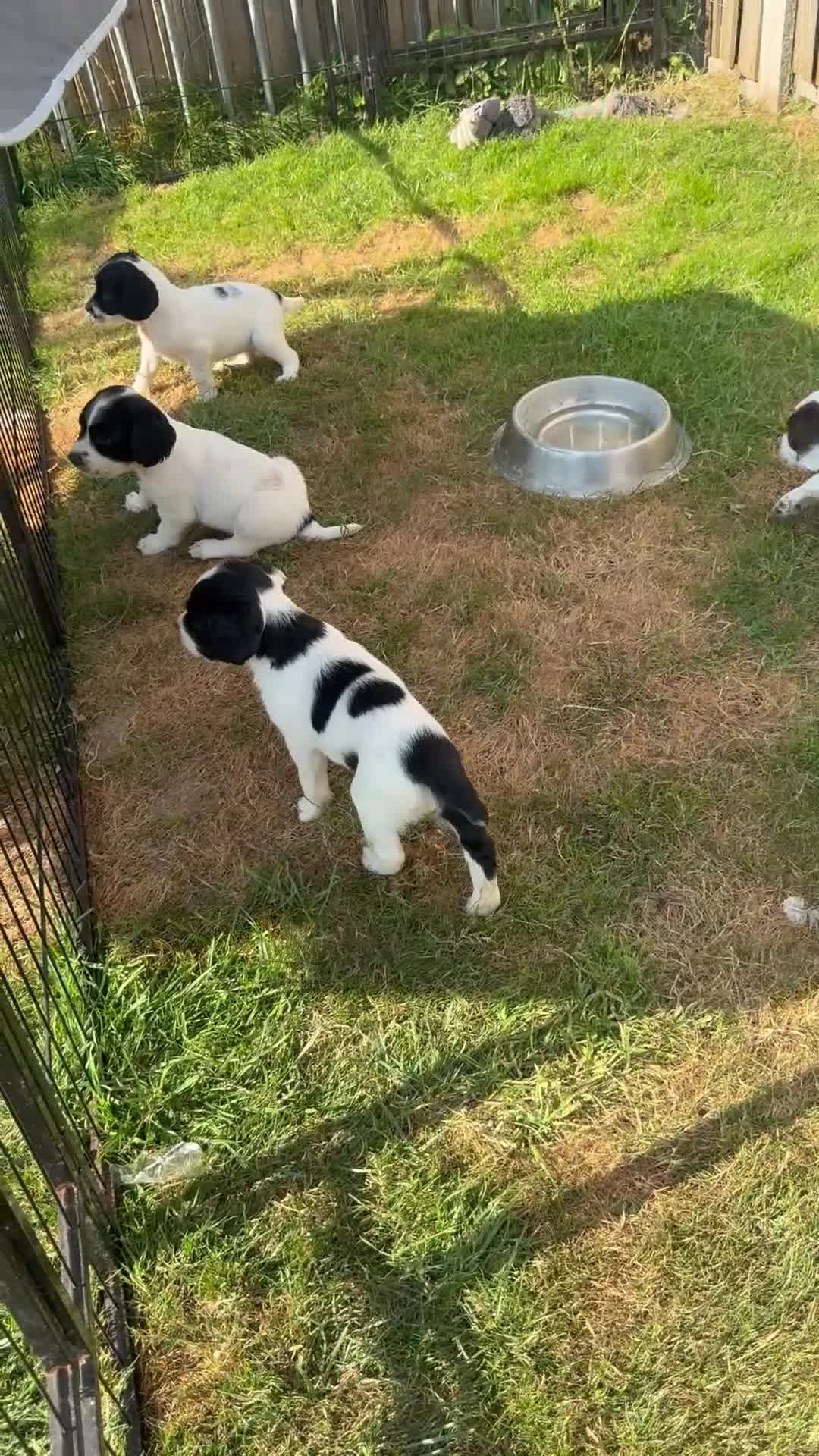 English Springer Spaniel dogs for sale: READY NOW 🏡 KCREGESS WORKING/PET PUPS 🐶❤️ - Video 1