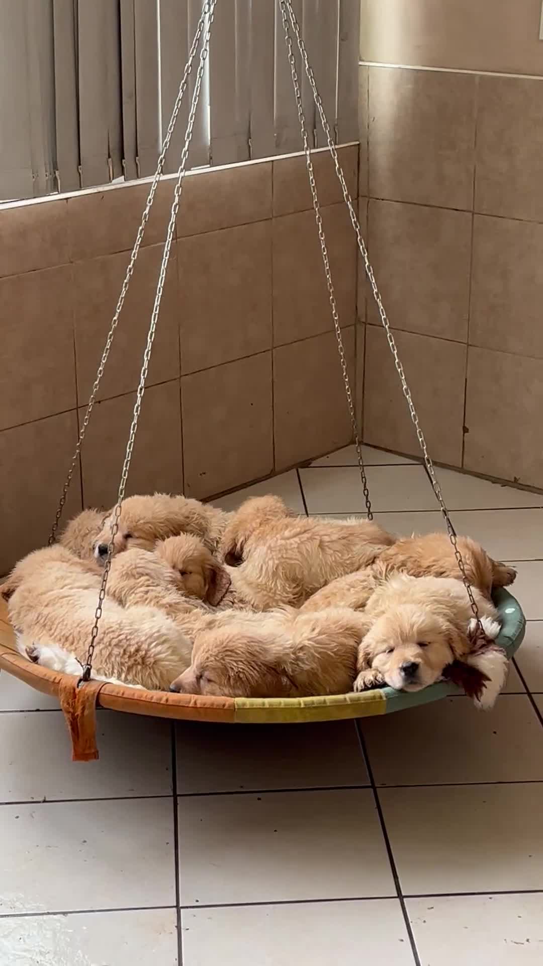 Golden Retriever dogs for sale: Fully health tested parents - Video 1