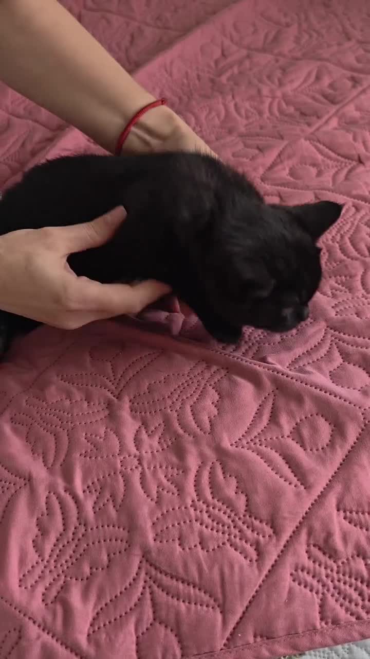 Scottish Fold cats for sale: 3 lovely kittens looking for new family  - Video 5