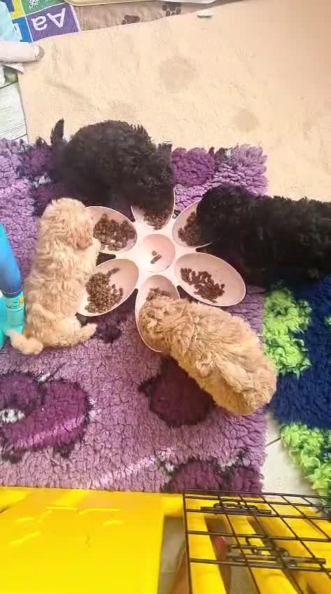 Poochon dogs for sale: Phantom boy and dinky red girl - Video 1