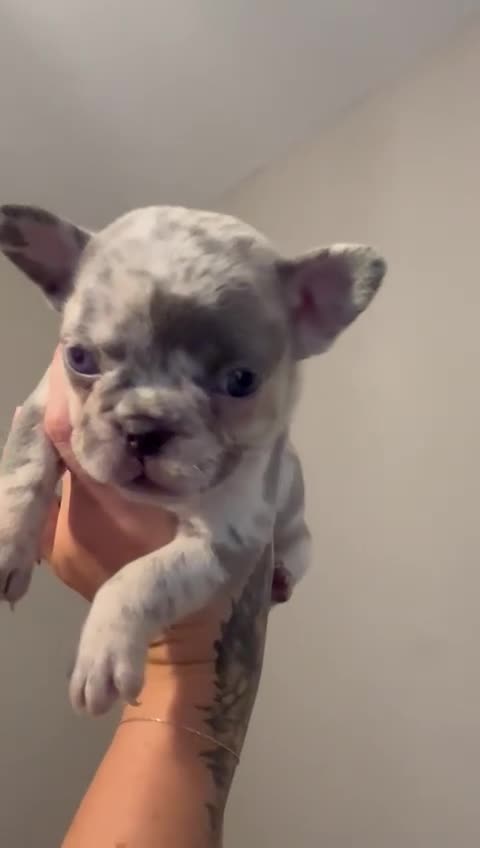 French Bulldog dogs for sale: French Bulldogs merle x fluffy puppies - Video 2