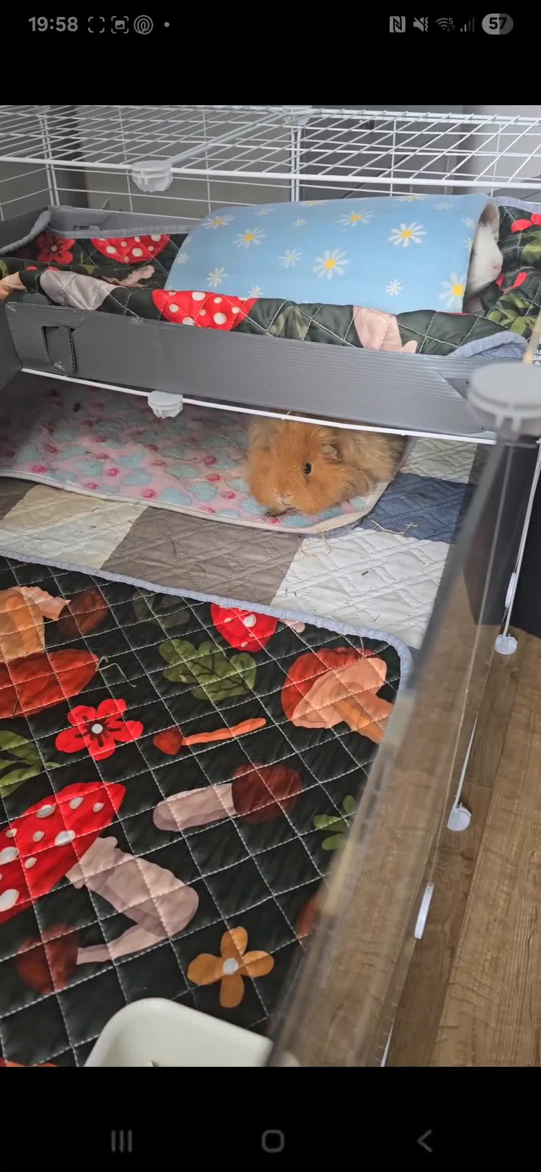 Guinea Pig rodents for sale: 2 Male Guinea Pigs - Video 1