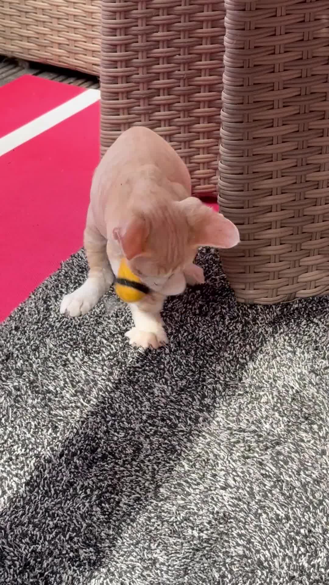 Devon Rex cats for sale: Stunning male Devon Pet or GCCF active considered - Video 1