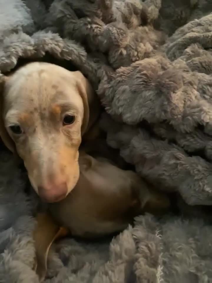 Miniature Dachshund dogs for sale: KCRegistered Miniature SmoothHaired Dachshund Boys - Video 3