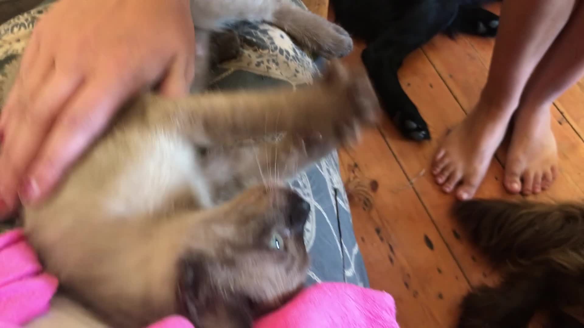 Tonkinese cats for sale: Superb Tonkdoll girl - Video 5