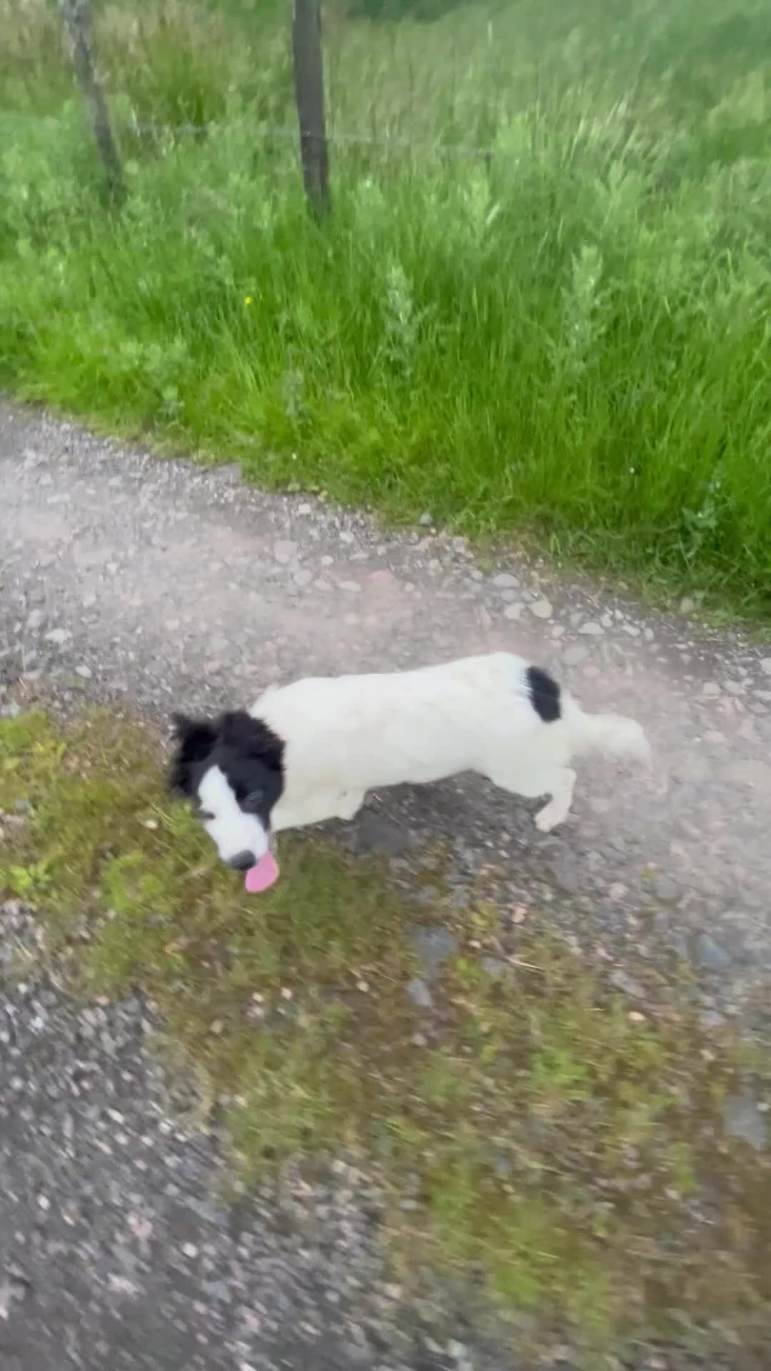 Border Collie dogs for sale: handsome collie male chief - Video 1