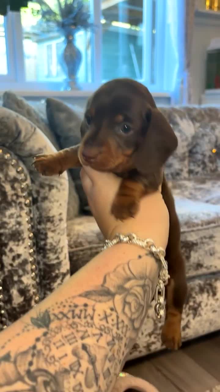Miniature Dachshund dogs for sale: 2 boys miniature dashund  - Video 2