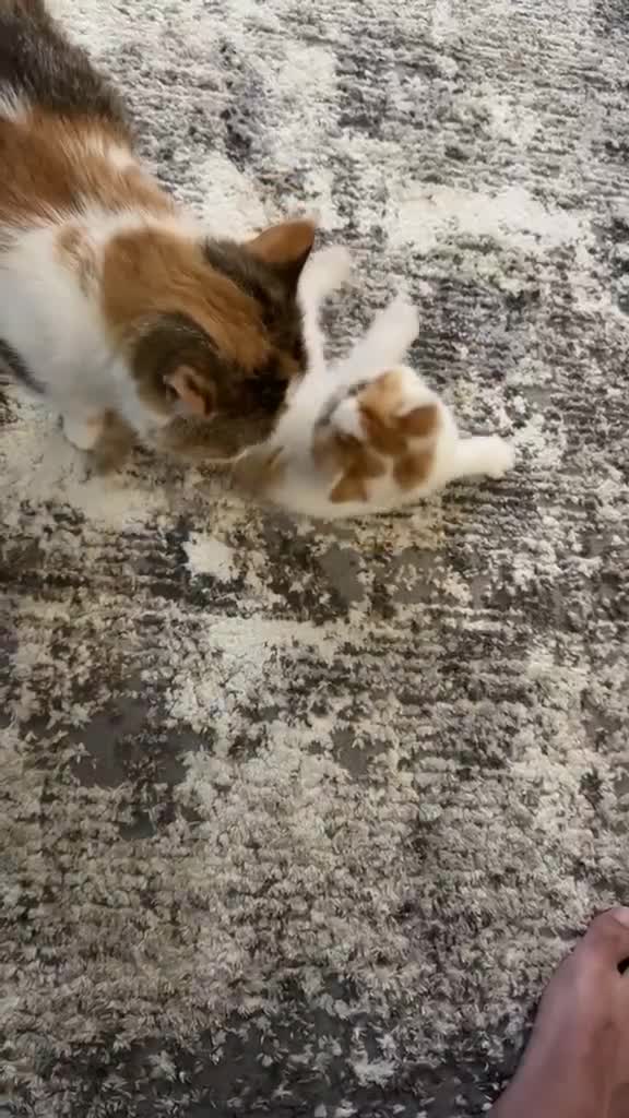 Exotic cats for sale: Adorable Exotic Shorthair – Sweet and Playful - Video 4