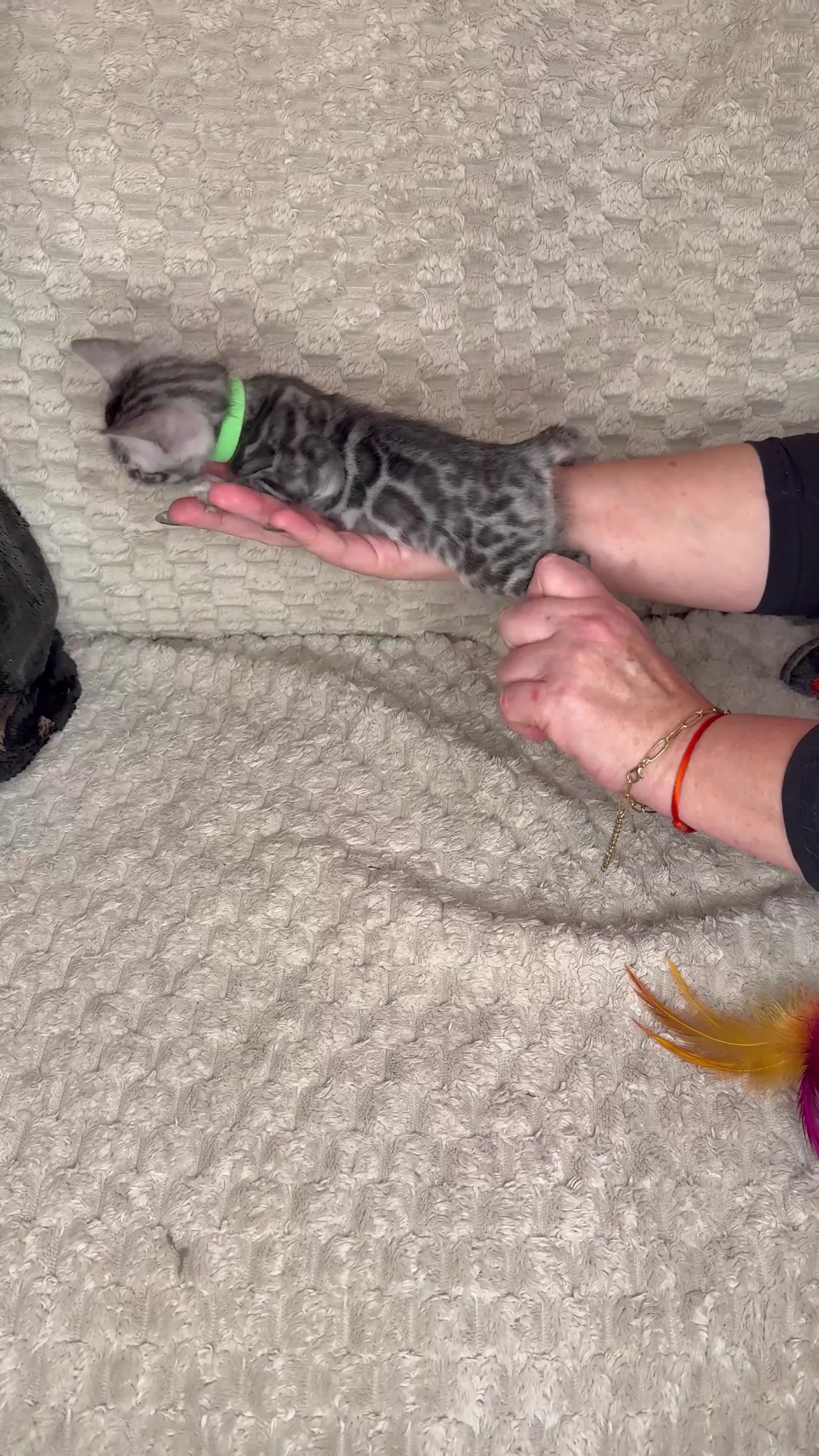 Bengal cats for sale: Pure Bengal kittens for sale  - Video 1