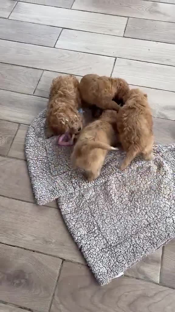 Cockapoo dogs for sale: ✨NOW READY 2 LEFT Golden Cockapoo Puppies✨ - Video 1