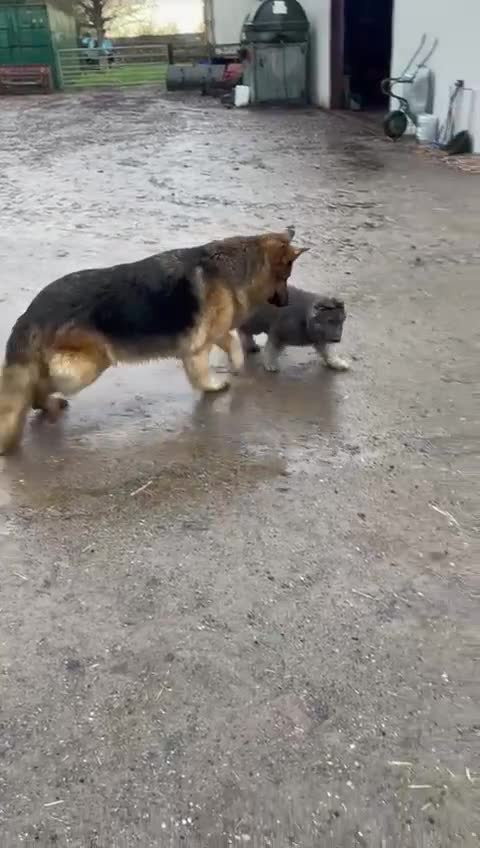 Mixed Breed dogs for sale: Quality health tested German shepherds  - Video 1