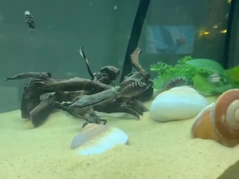 Cichlids fish for sale: Firecracker Tropheus - Lake Tanganyikan cichlid  - Video 1