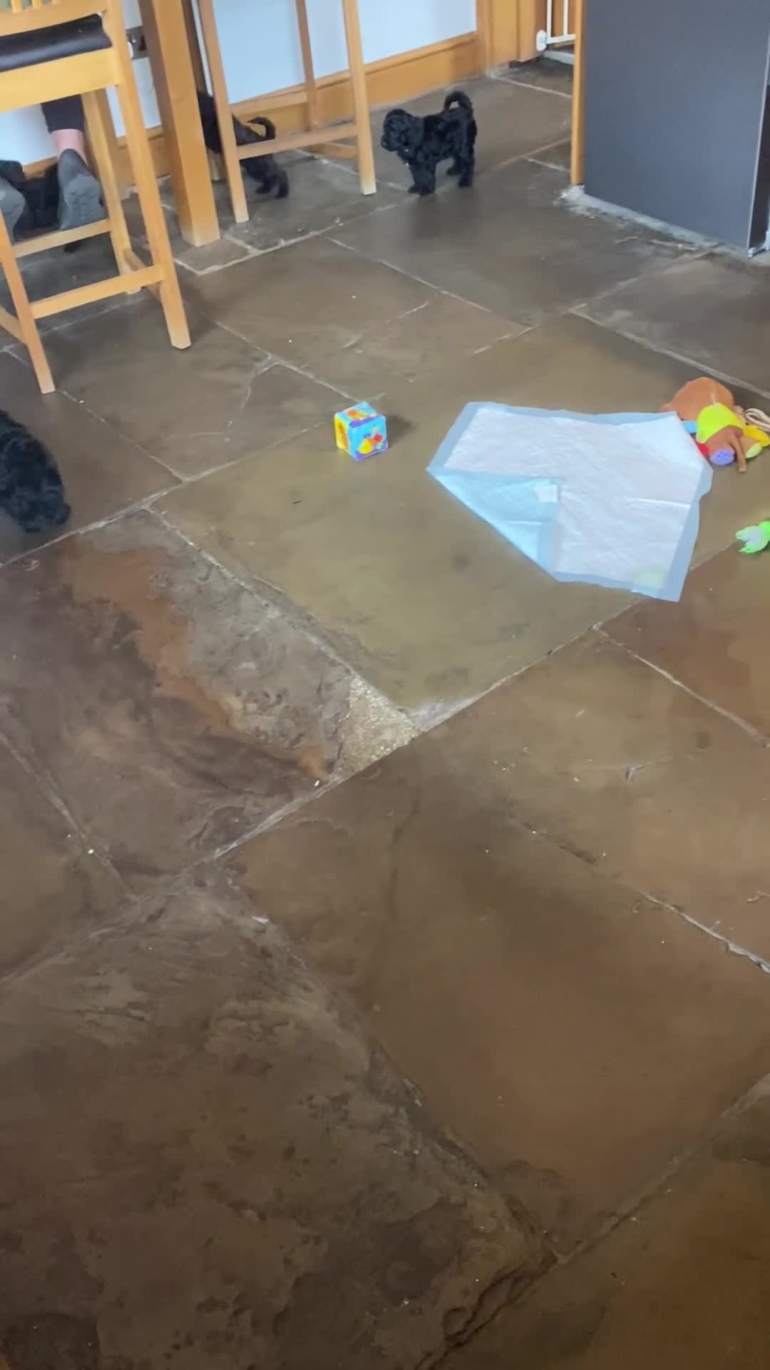 Cavapoo dogs for sale: F1 boys, licensed breeder, health tested parents - Video 1