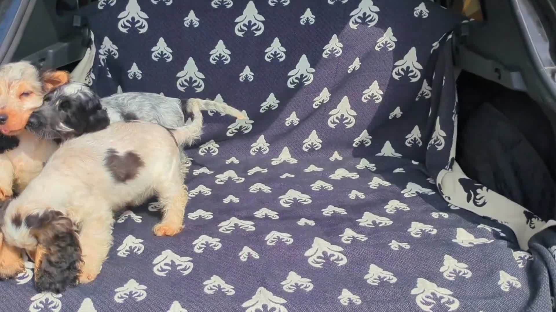 Cocker Spaniel dogs for sale: Beautiful KC Registered Show Cocker Puppies - Video 1