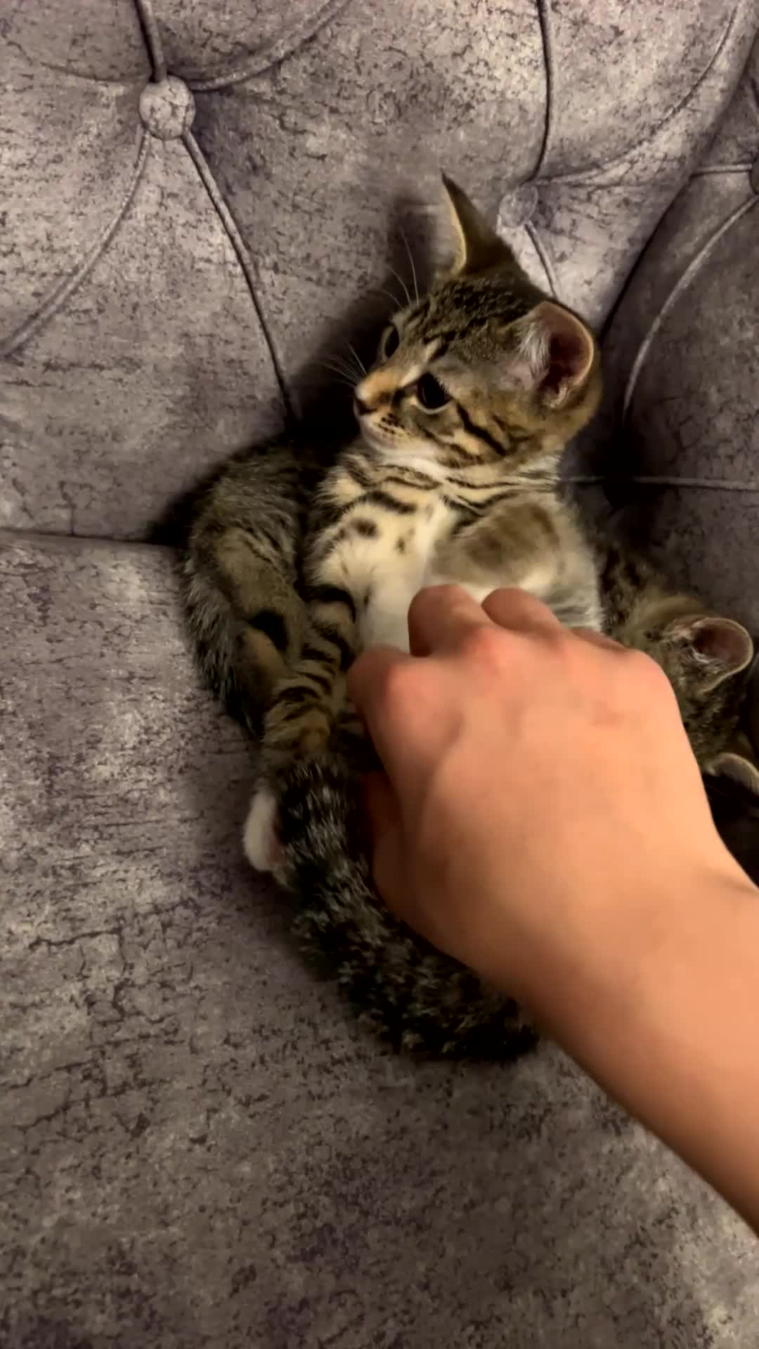 Domestic Shorthair cats for sale: Stunning tabby kittens - Video 2