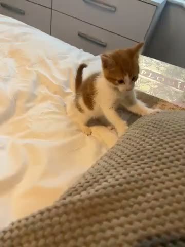 Mixed Breed cats for sale: Ginger, tuxedo and calico kittens - Video 5