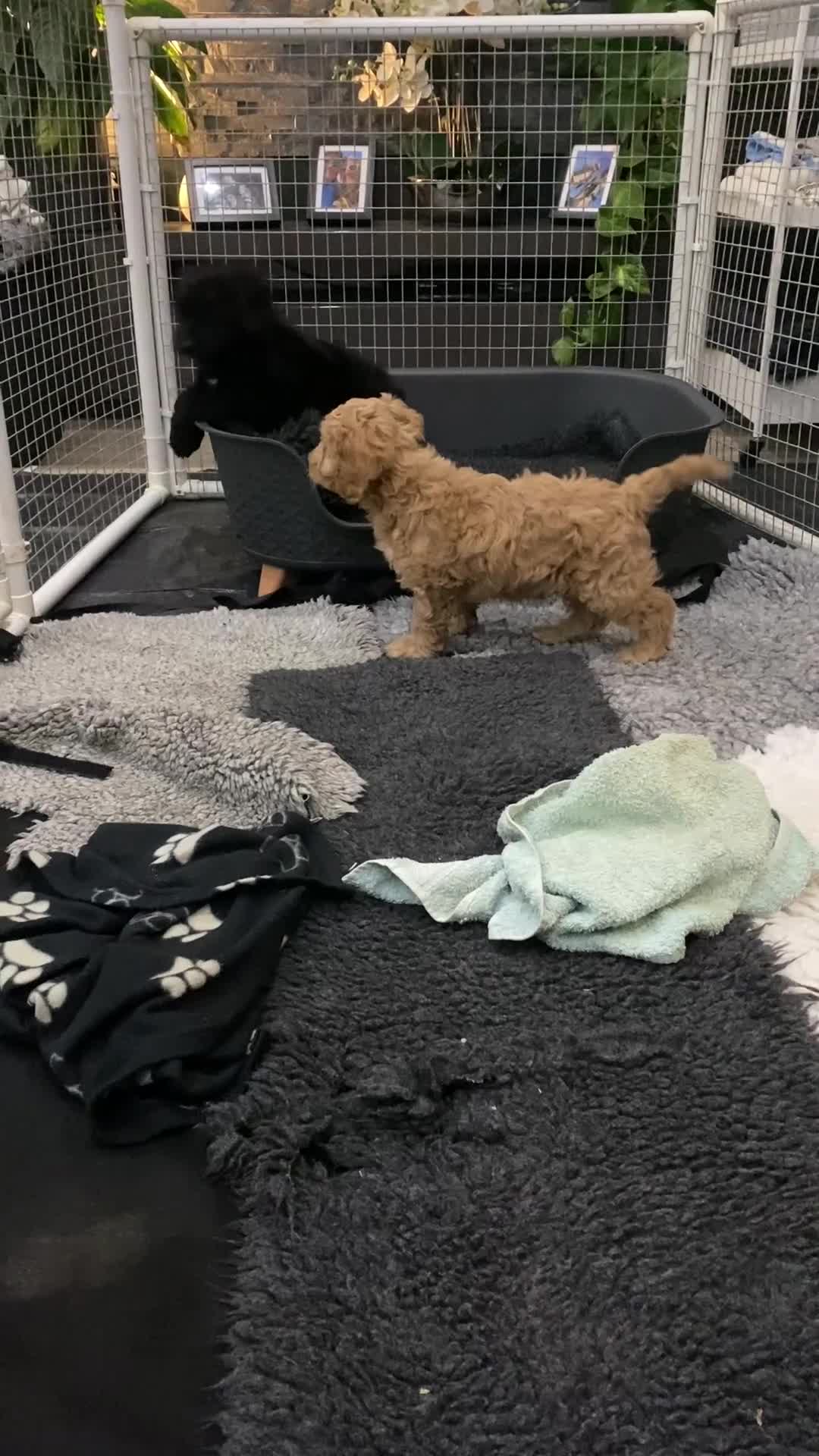 Cockapoo dogs for sale: F1 toy cockerpoo - Video 1